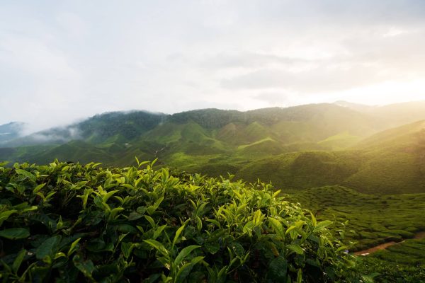 view-tea-plantation-sunset-sunrise-time-cameron-highlands-malaysia